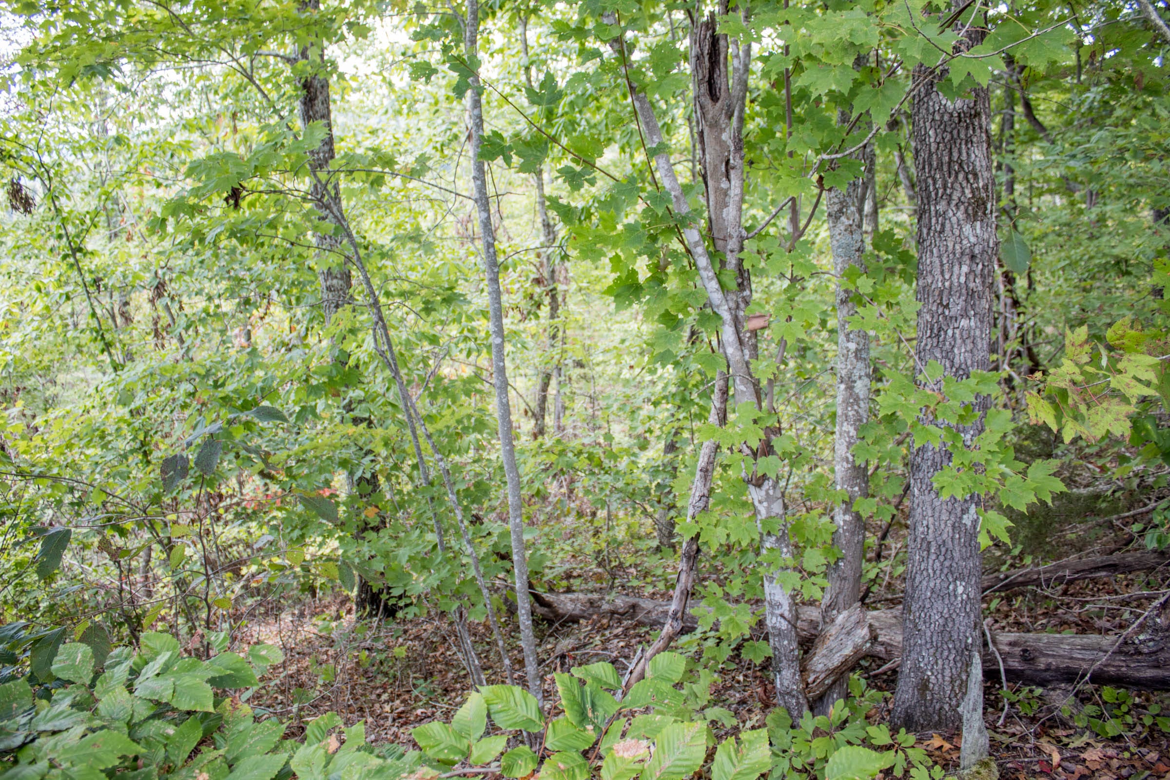 Buck Run Ridge Tract 24 photo 6