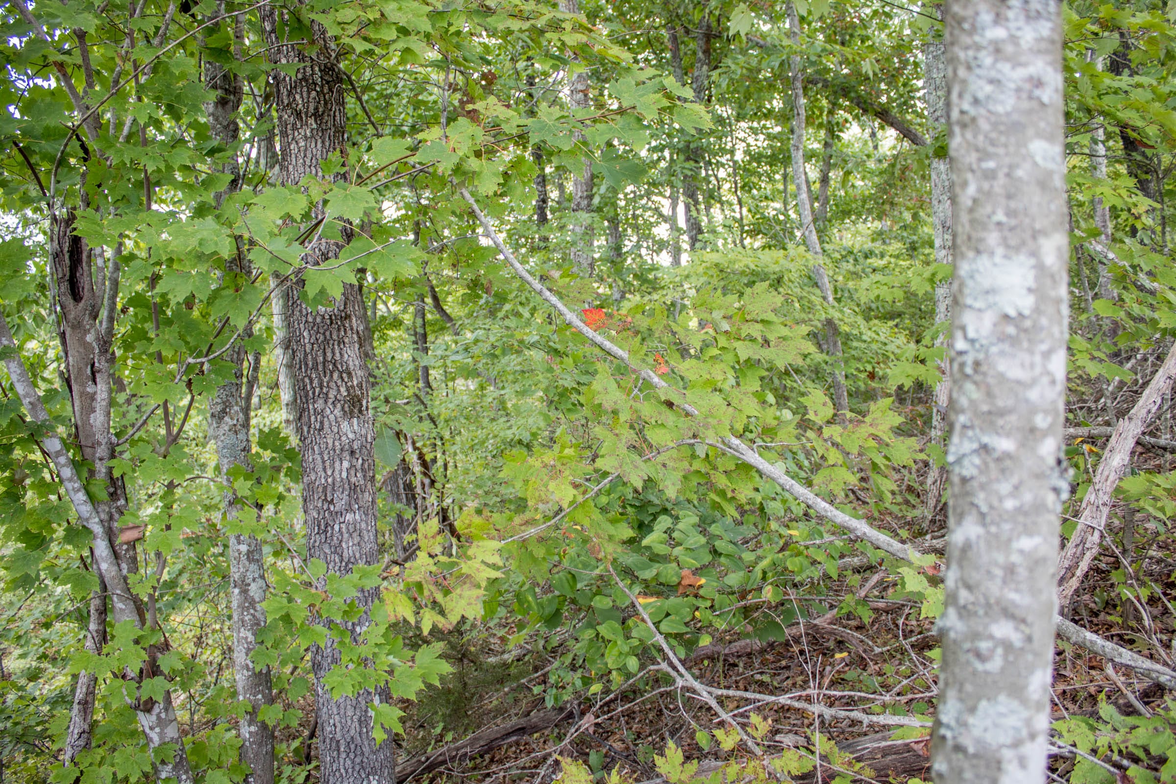 Buck Run Ridge Tract 24 photo 7
