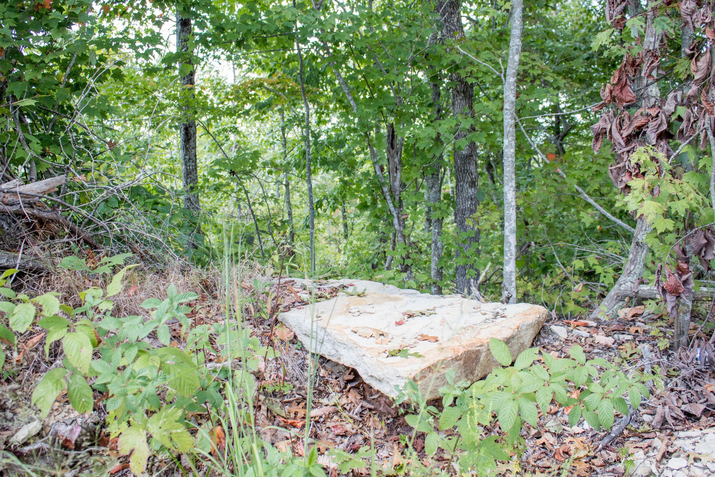 Buck Run Ridge Tract 24 photo 8