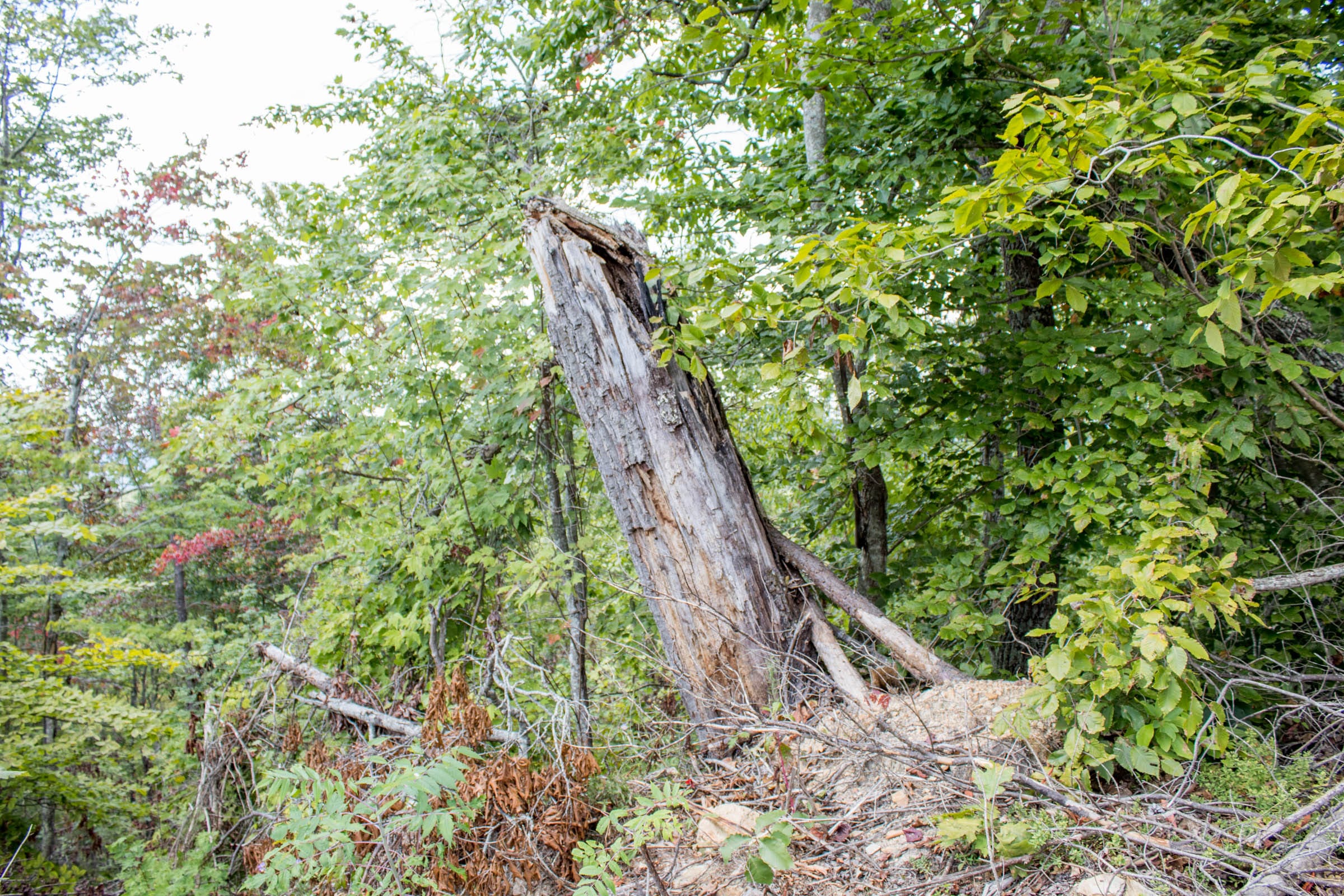 Buck Run Ridge Tract 24 photo 9
