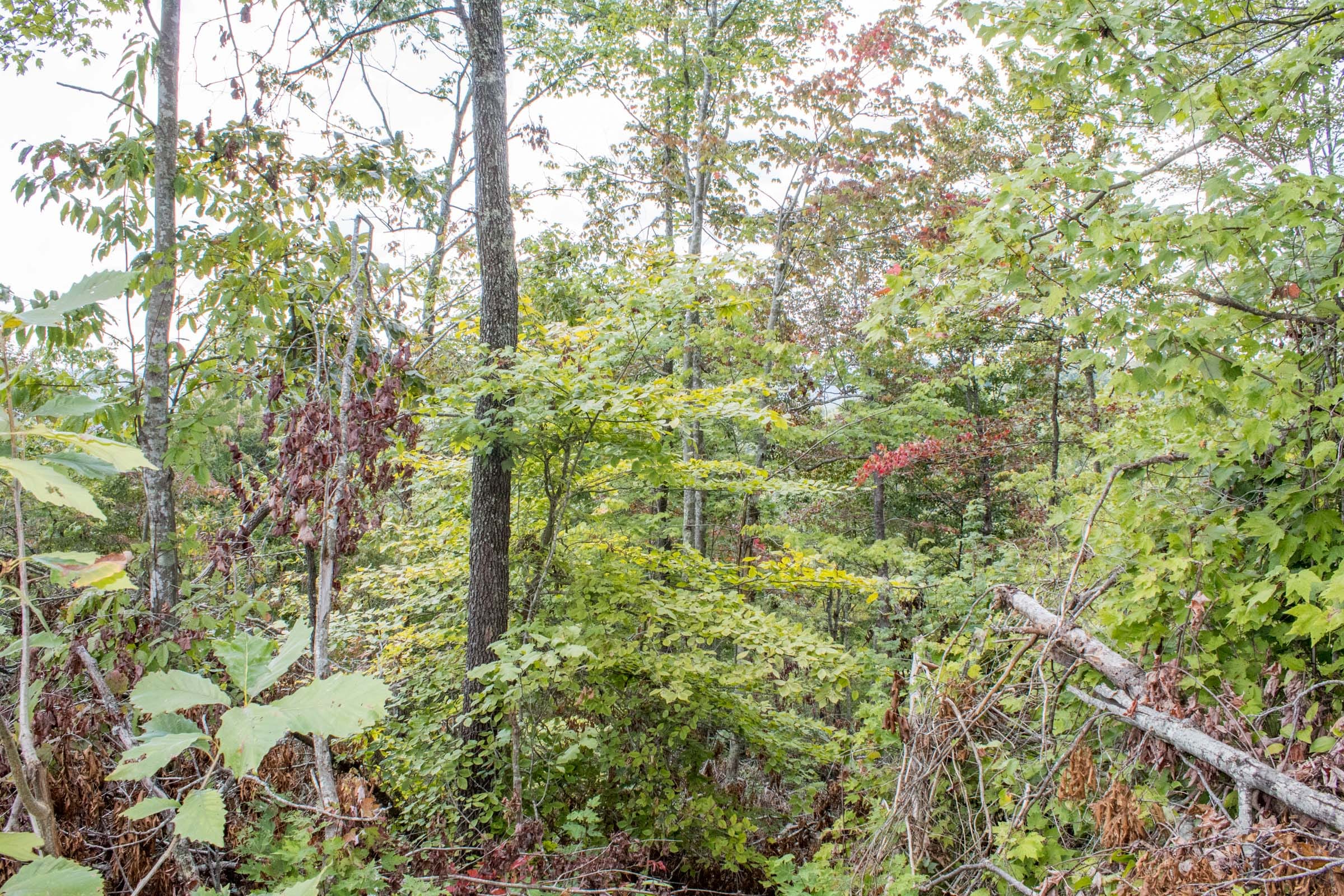 Buck Run Ridge Tract 24 photo 10