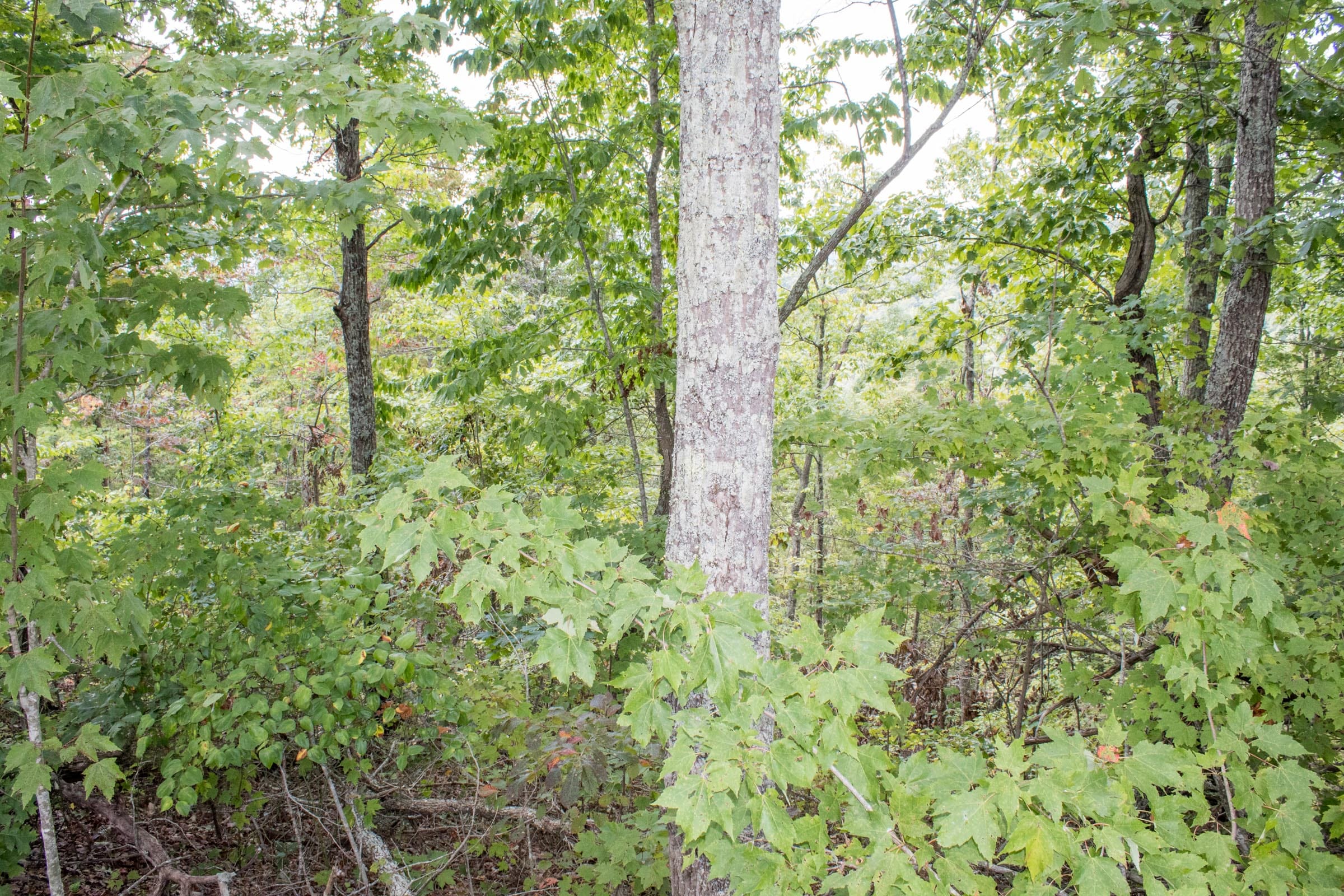 Buck Run Ridge Tract 24 photo 13