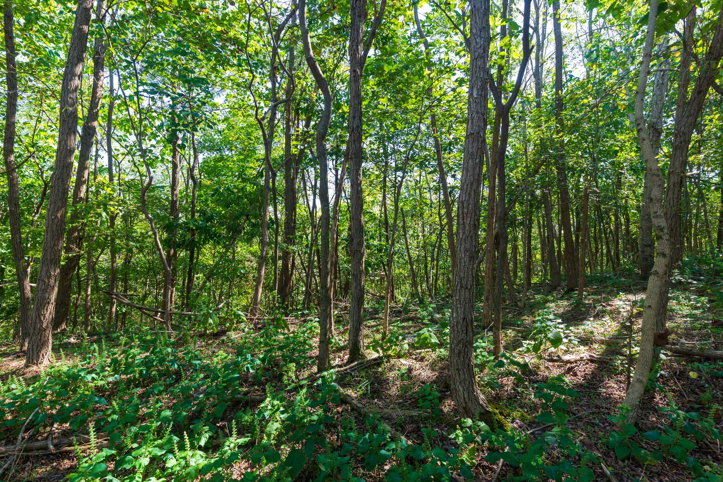 Redemption Ridge Tract 10 photo 9