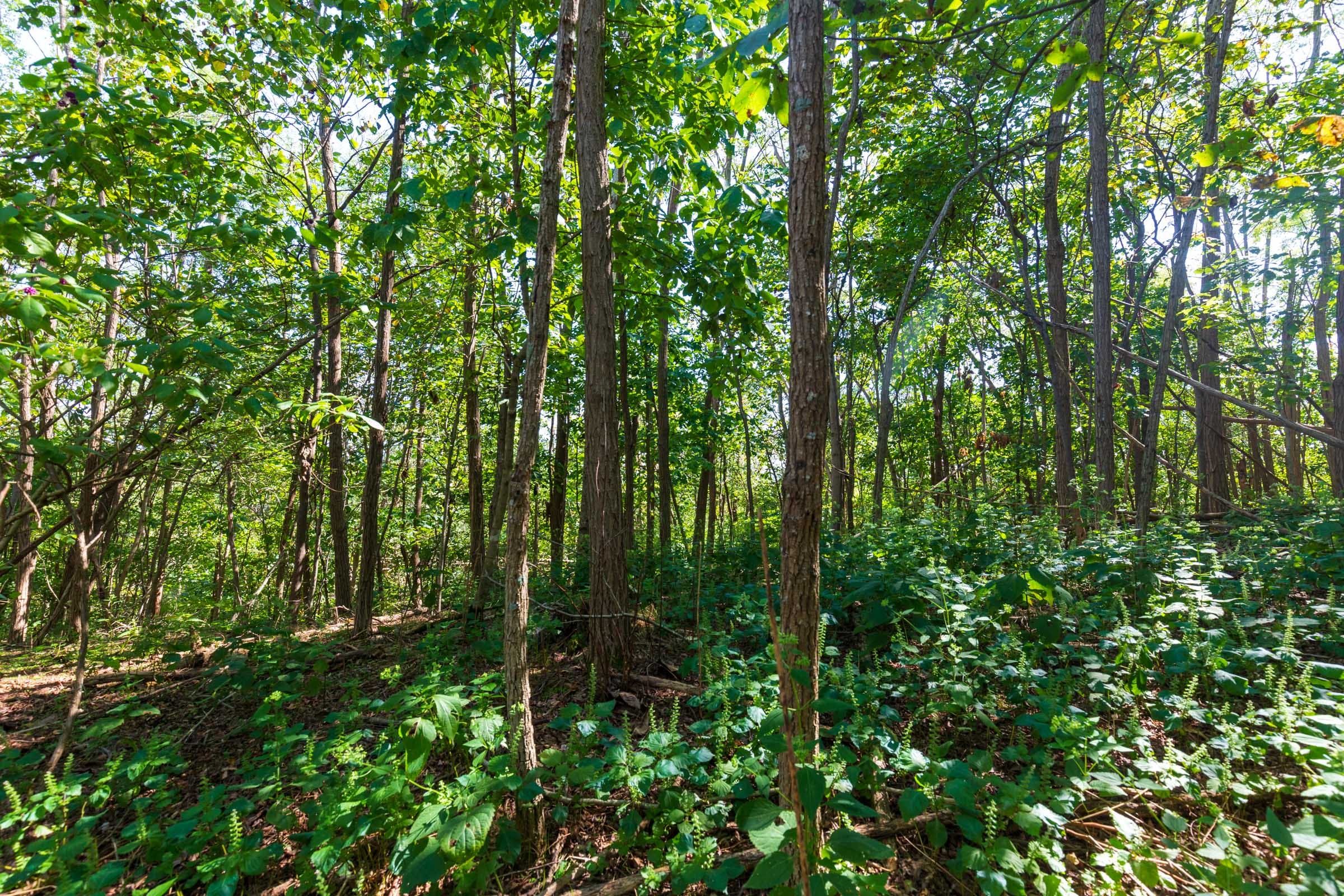 Redemption Ridge Tract 10 photo 13