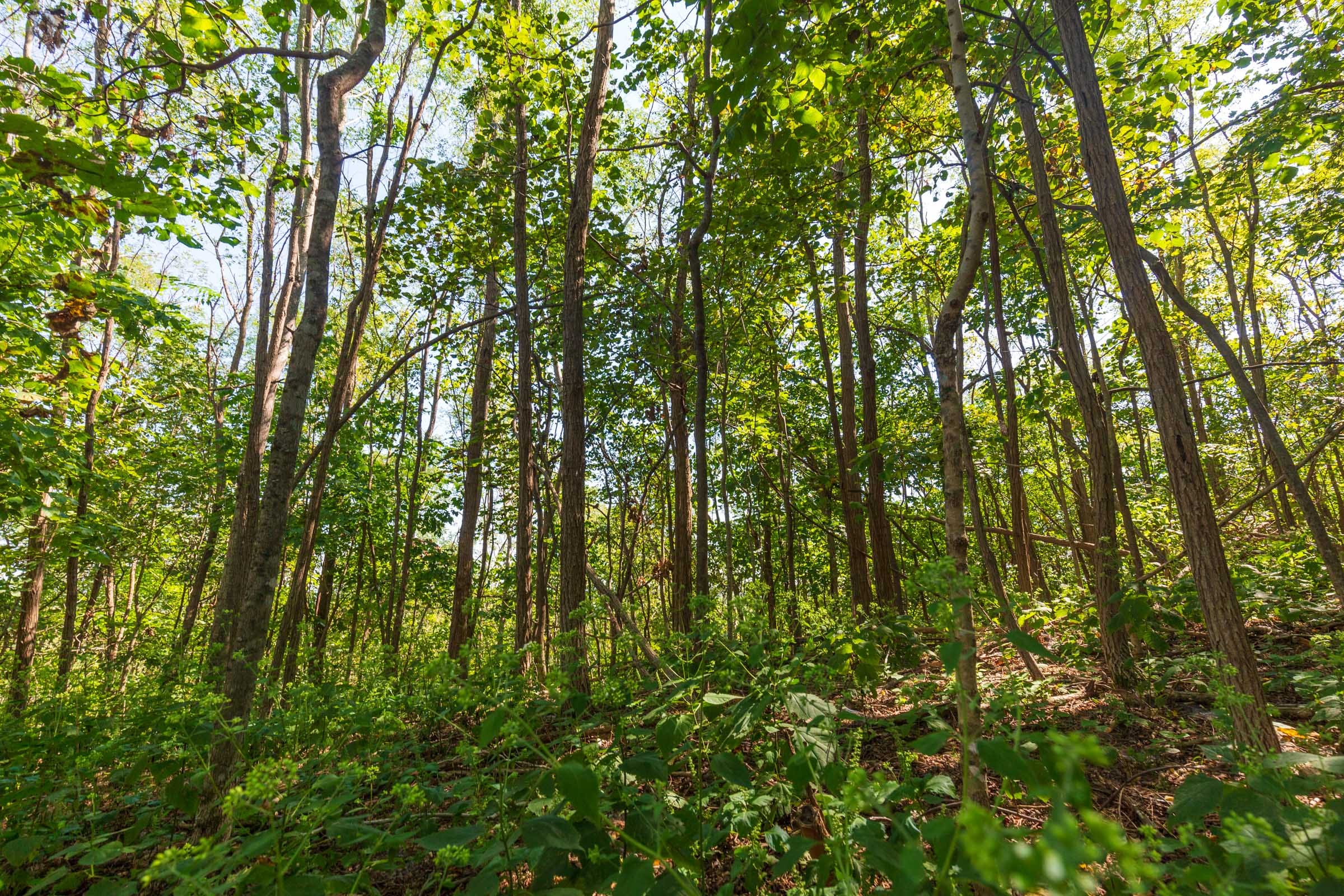 Redemption Ridge Tract 10 photo 2