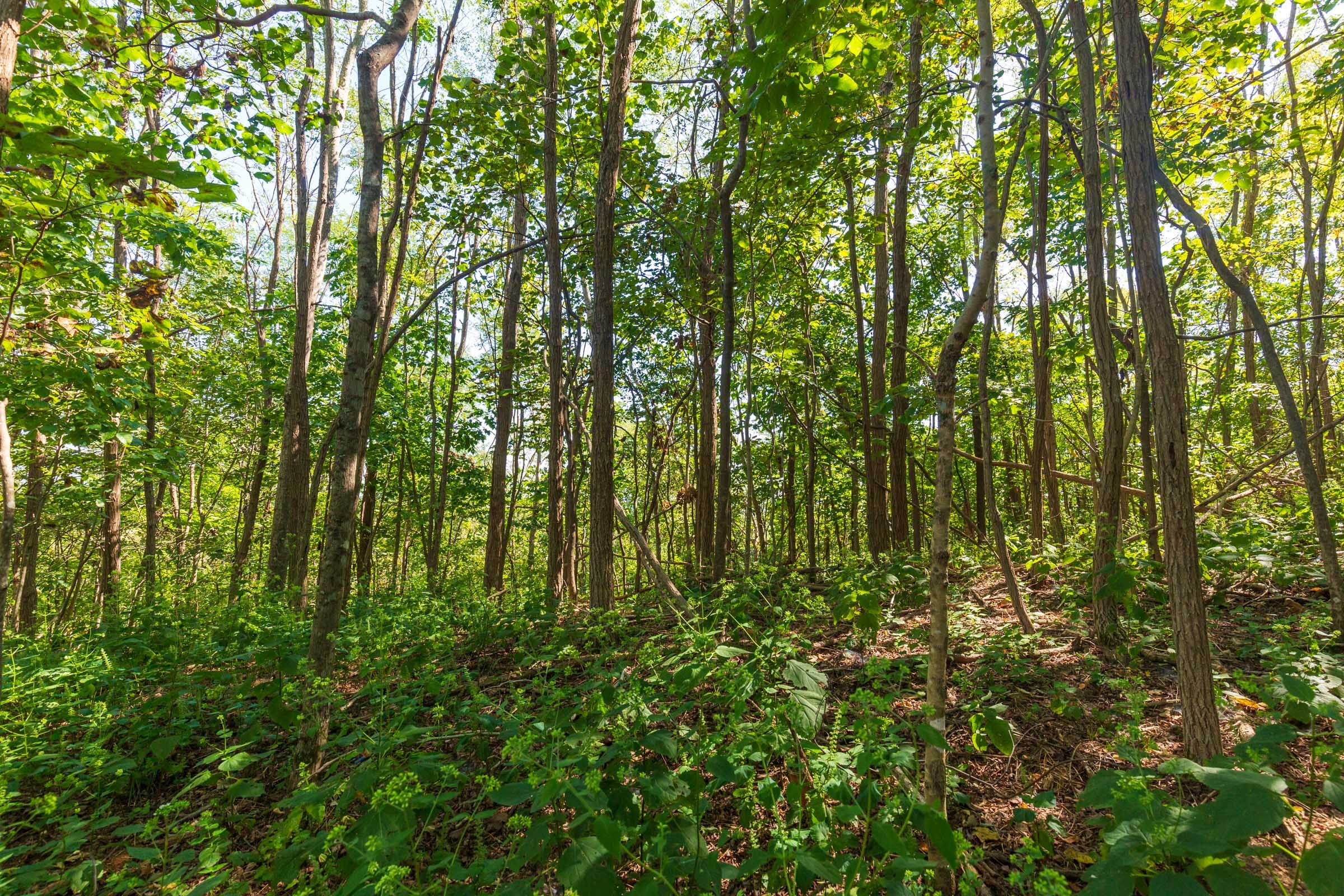Redemption Ridge Tract 10 photo 10