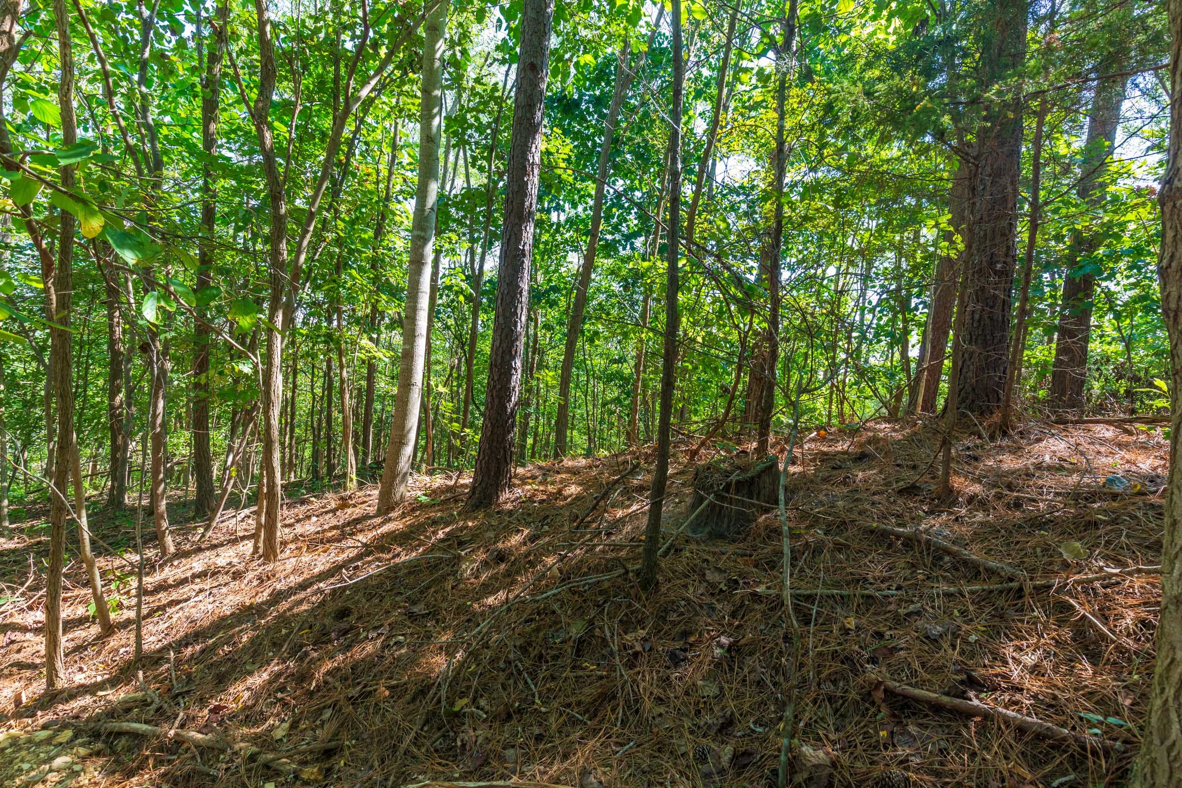 Redemption Ridge Tract 10 photo 6
