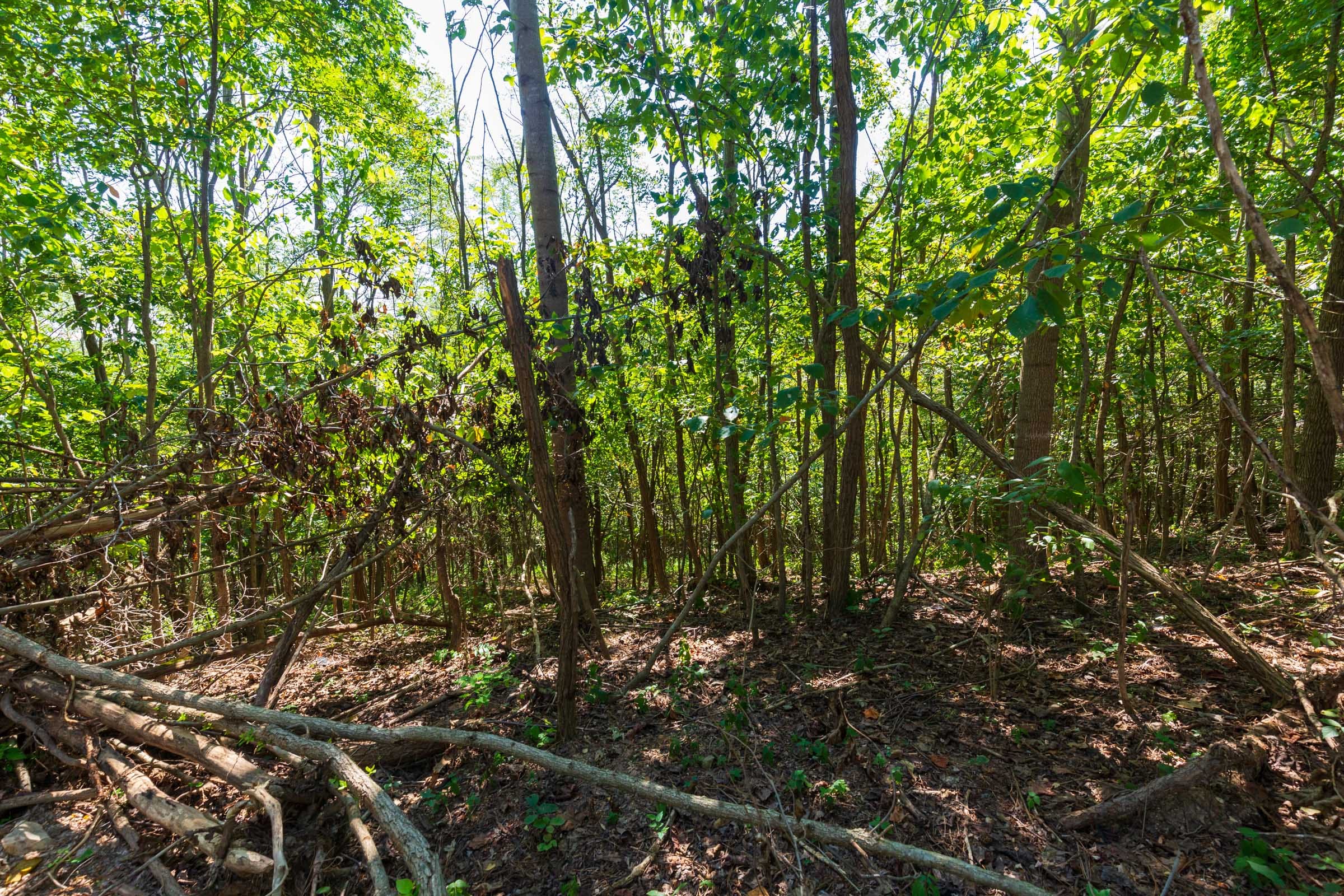 Redemption Ridge Tract 10 photo 5