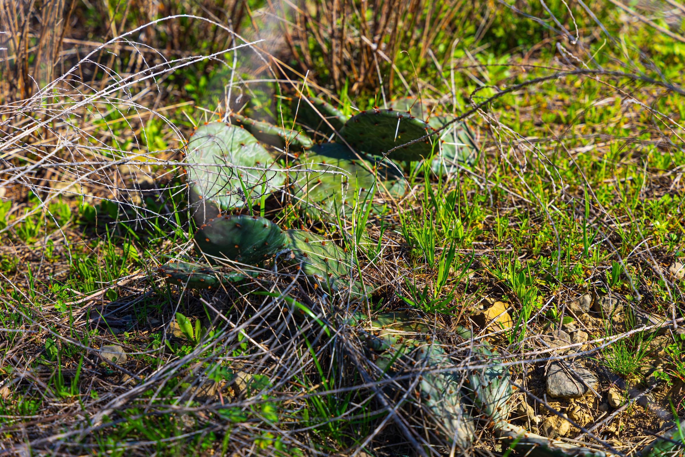 Reserves At Cattail Cove Phase I Tract 32 photo 8