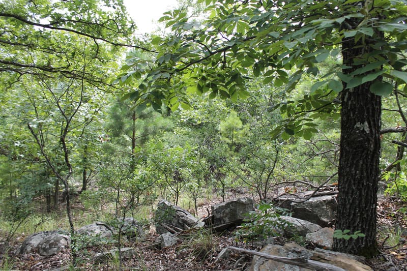 Trophy Ridge Phase III Tract 30 photo 3