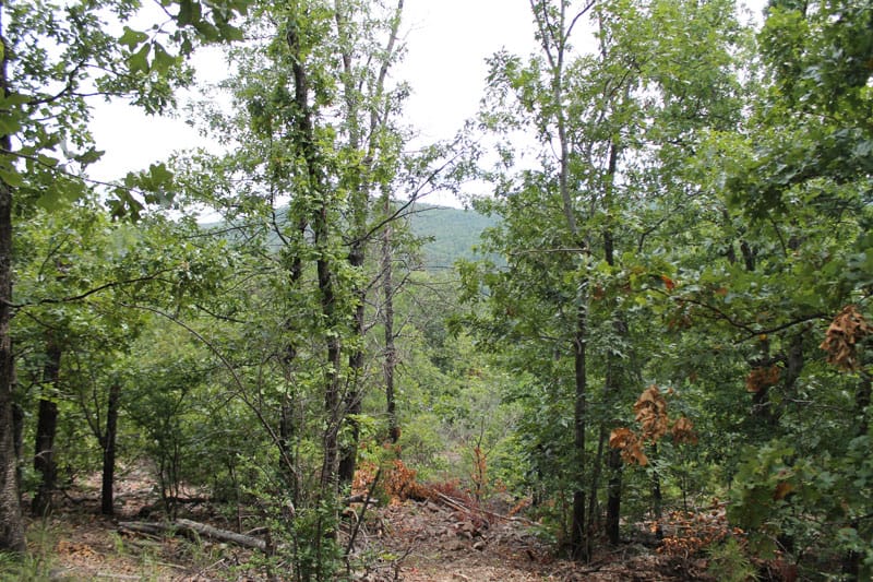Trophy Ridge Phase III Tract 30 photo 7