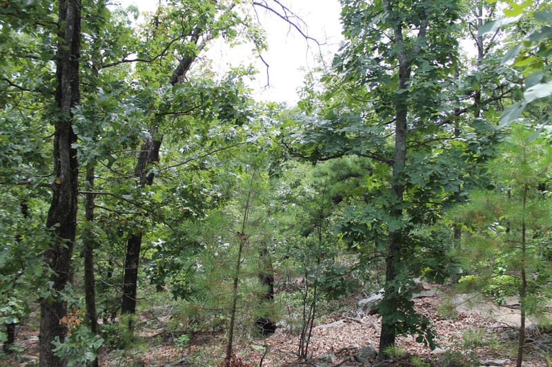 Trophy Ridge Phase III Tract 30 photo 8