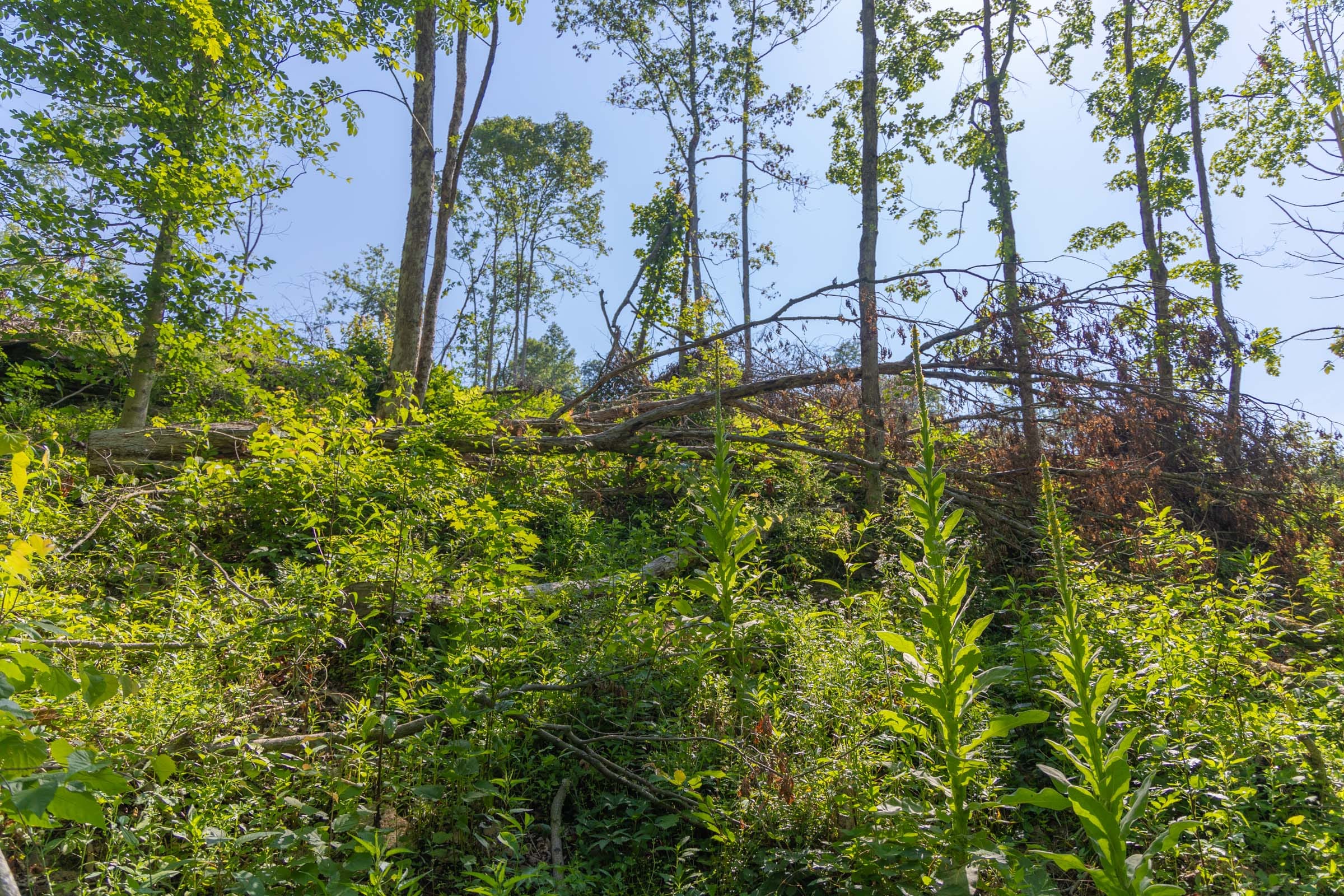 Creek Hollow Phase II Tract 77 photo 10