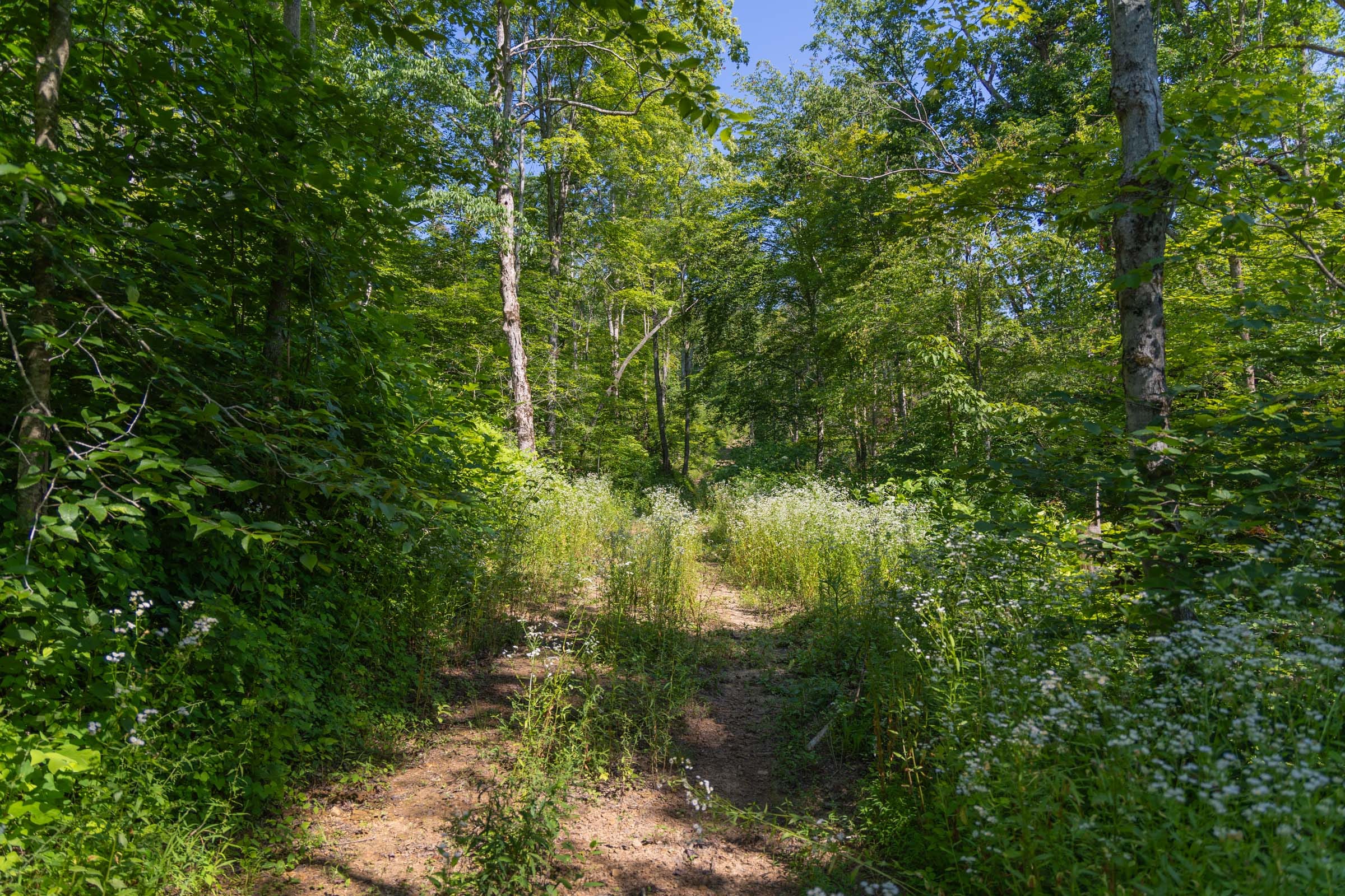 Creek Hollow Phase II Tract 77 photo 4