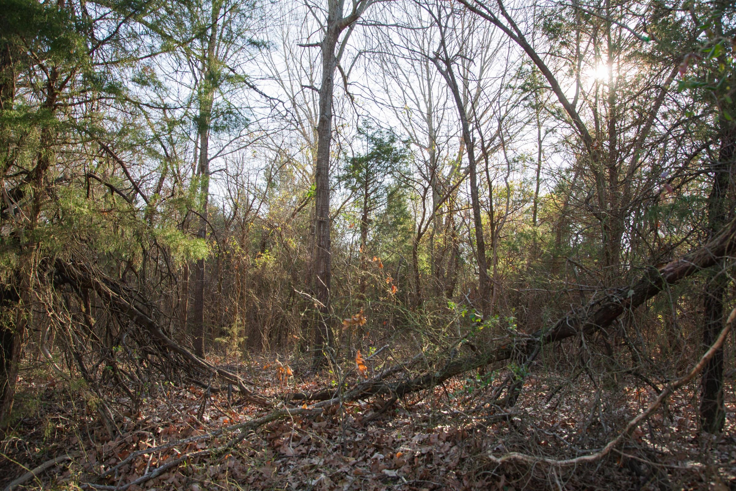 Eufaula Cove Tract 23 photo 3
