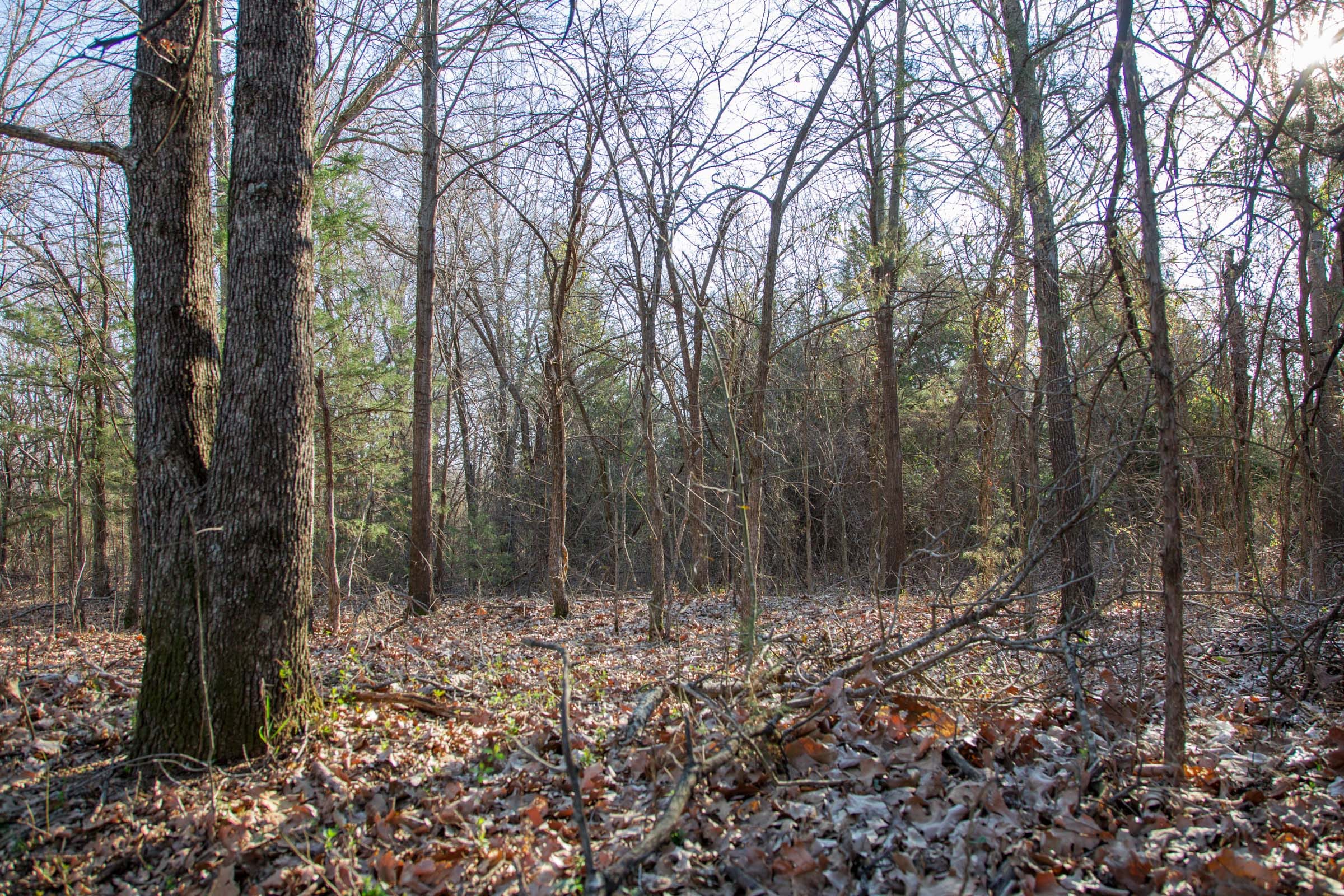 Eufaula Cove Tract 23 photo 4