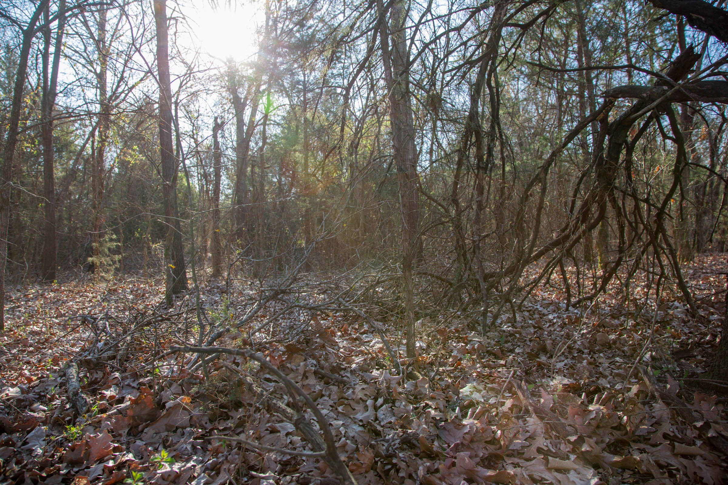 Eufaula Cove Tract 23 photo 7