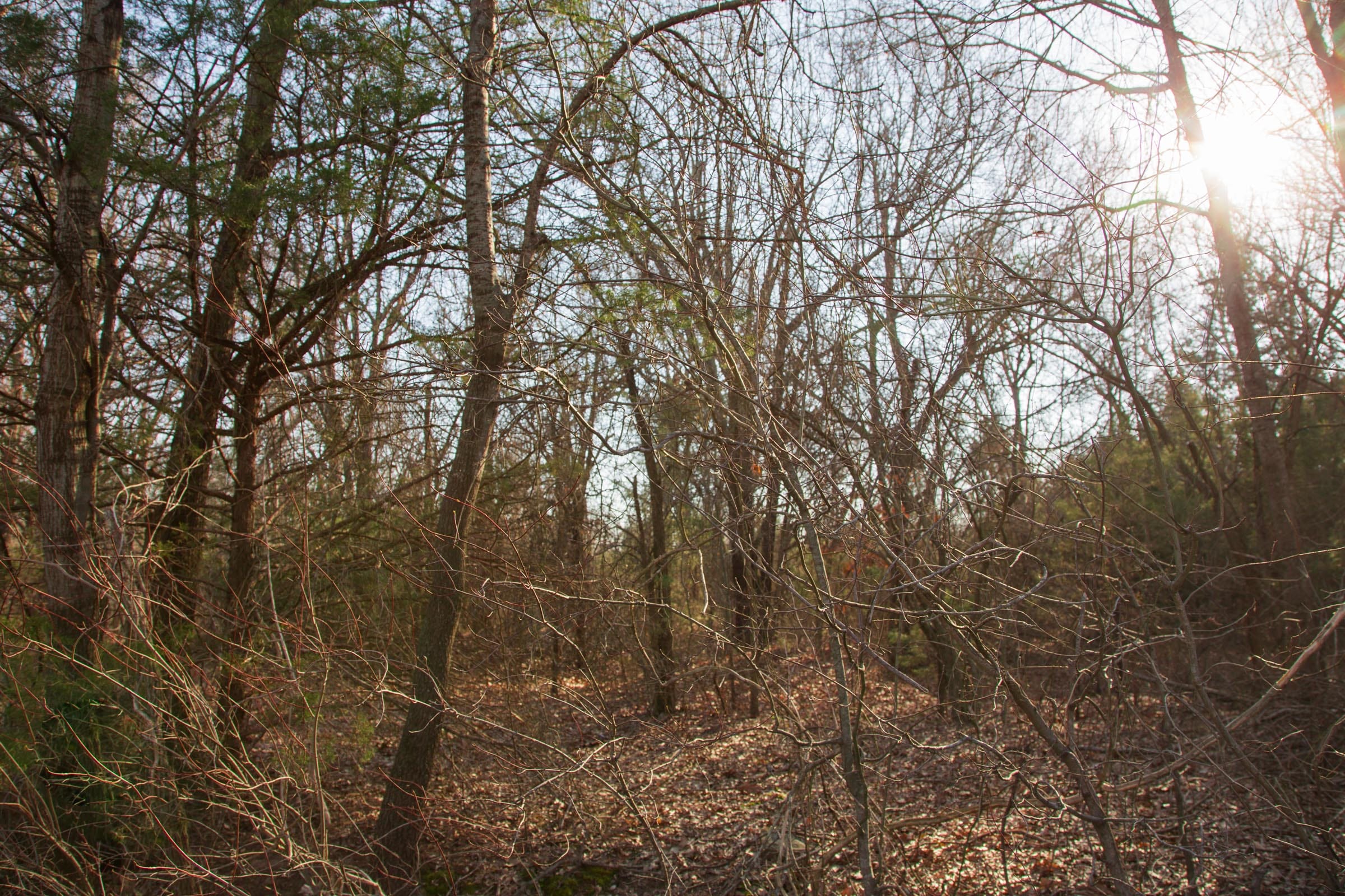 Eufaula Cove Tract 23 photo 9