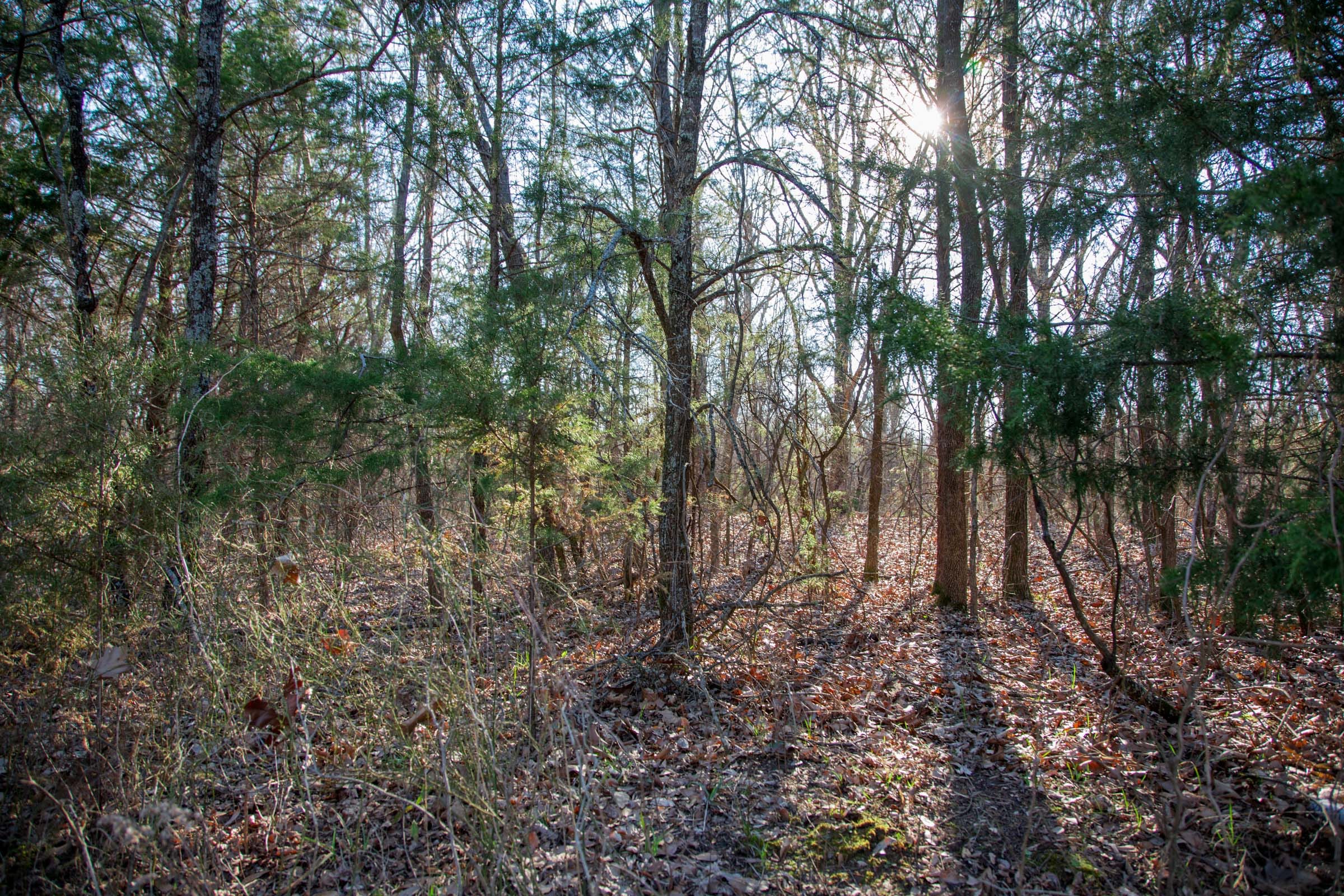 Eufaula Cove Tract 23 photo 12