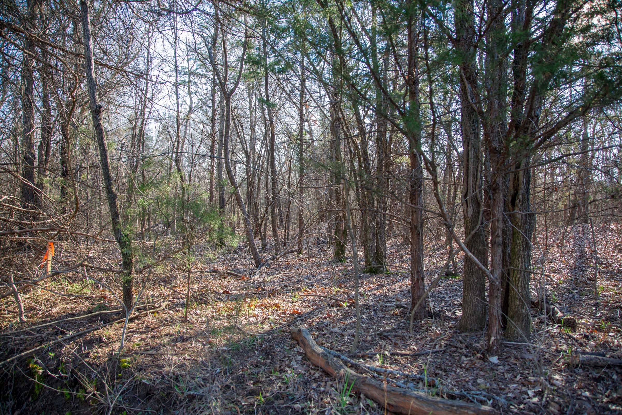 Eufaula Cove Tract 23 photo 13