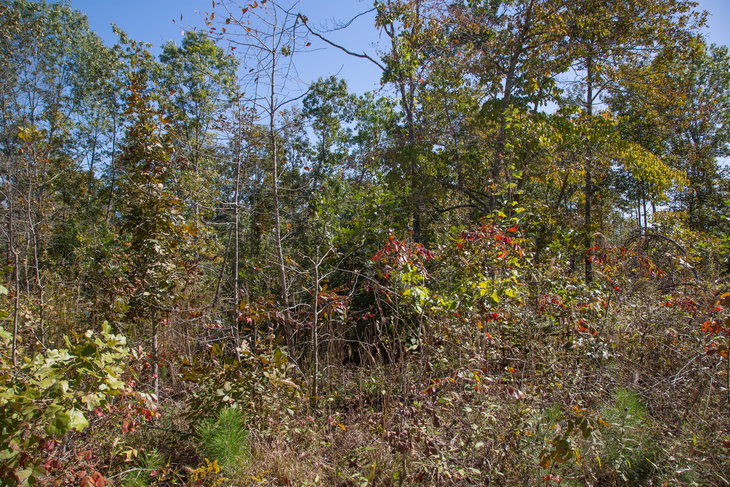 Borgmann’s Hollow Phase III Tract 91 photo 2