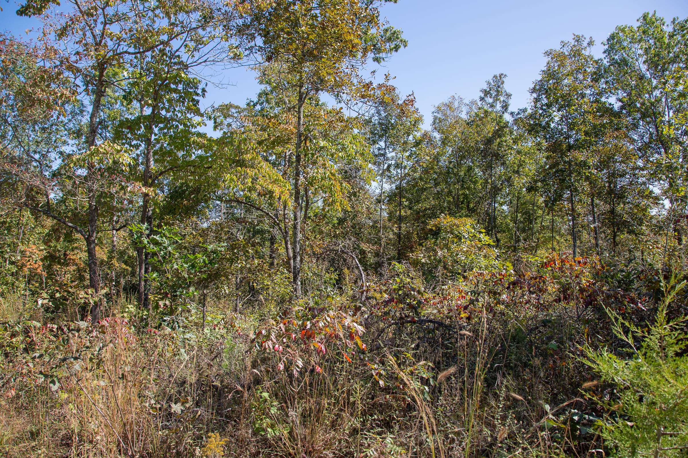 Borgmann’s Hollow Phase III Tract 91 photo 3