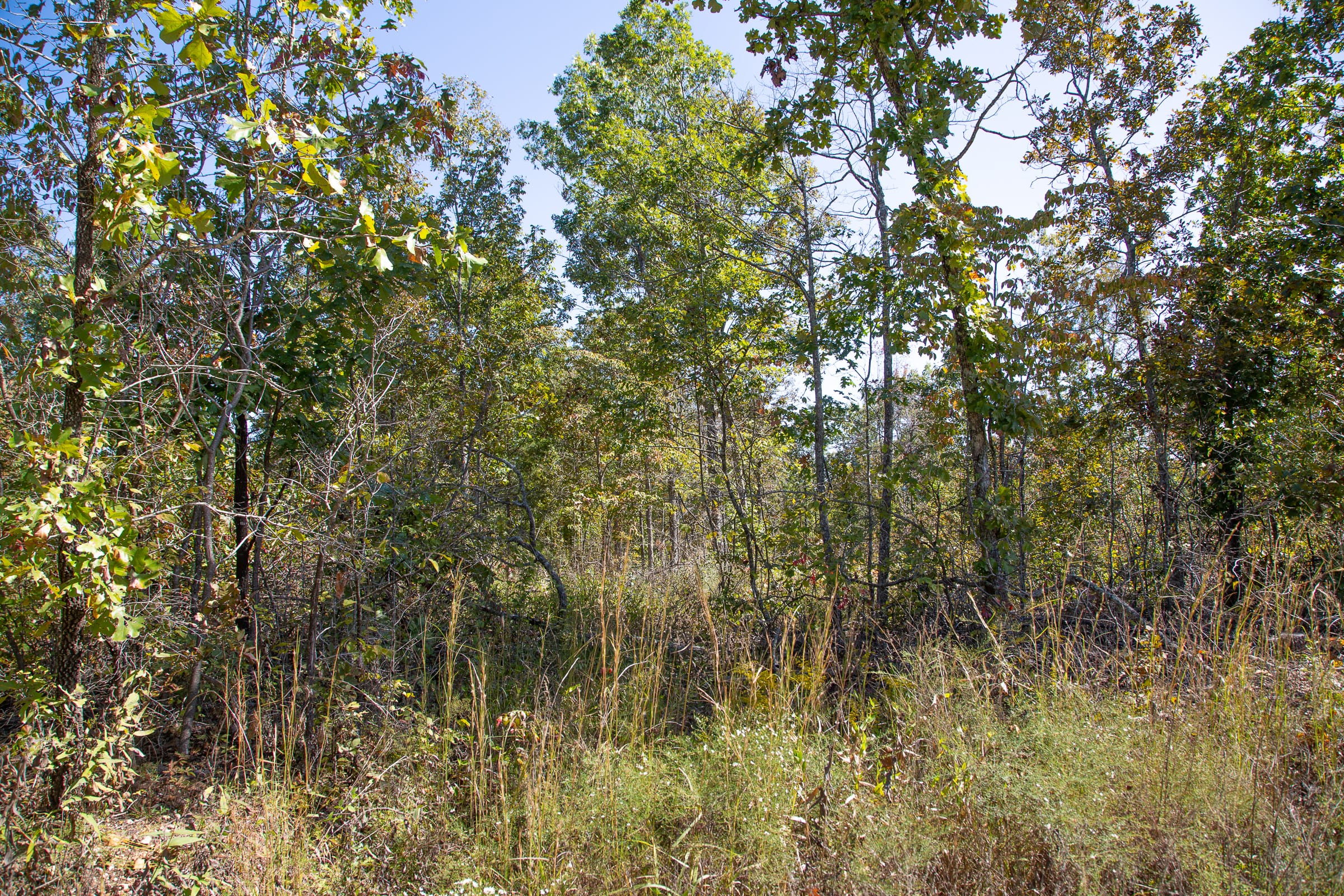 Borgmann’s Hollow Phase III Tract 91 photo 4