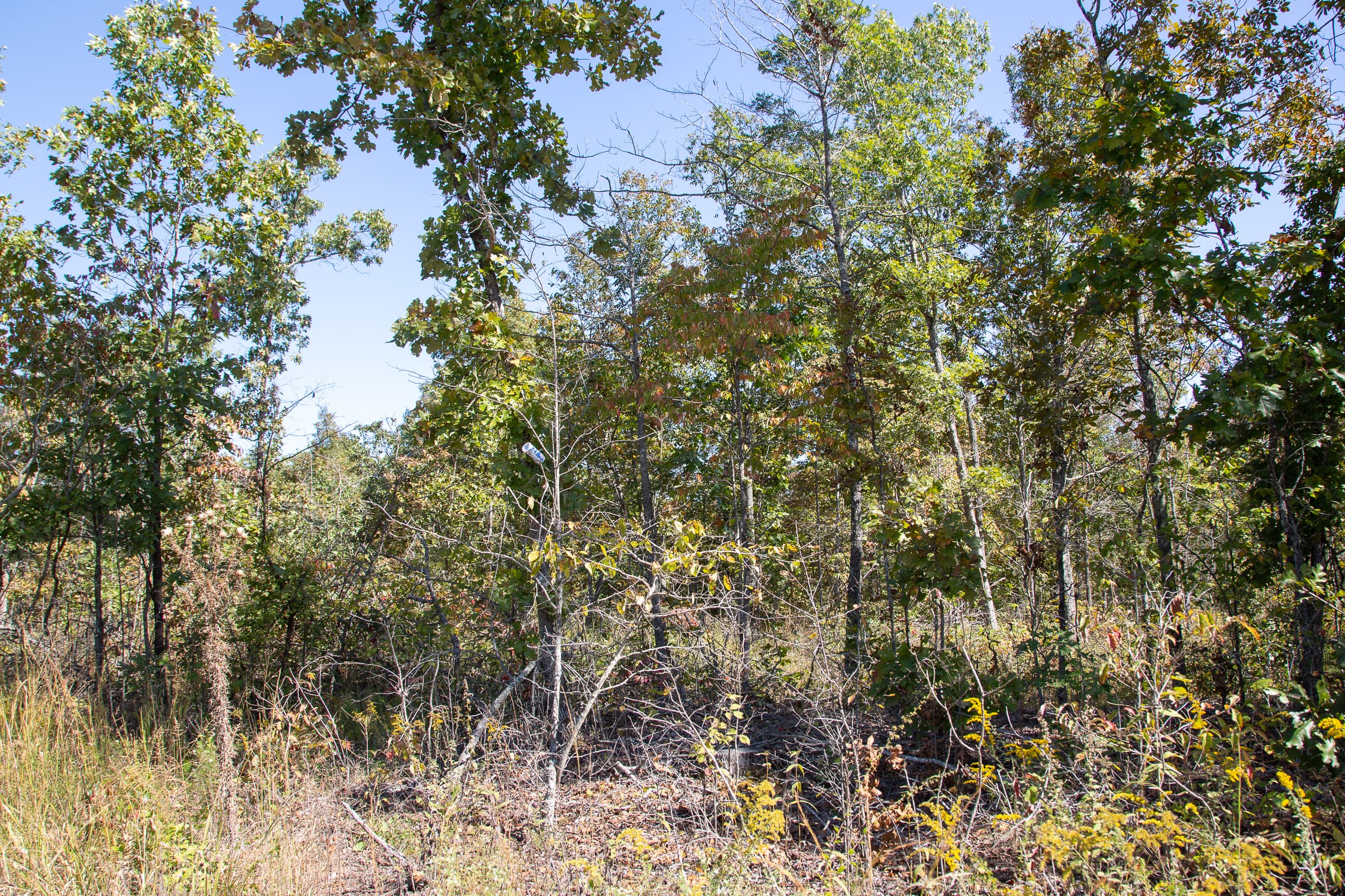 Borgmann’s Hollow Phase III Tract 91 photo 5