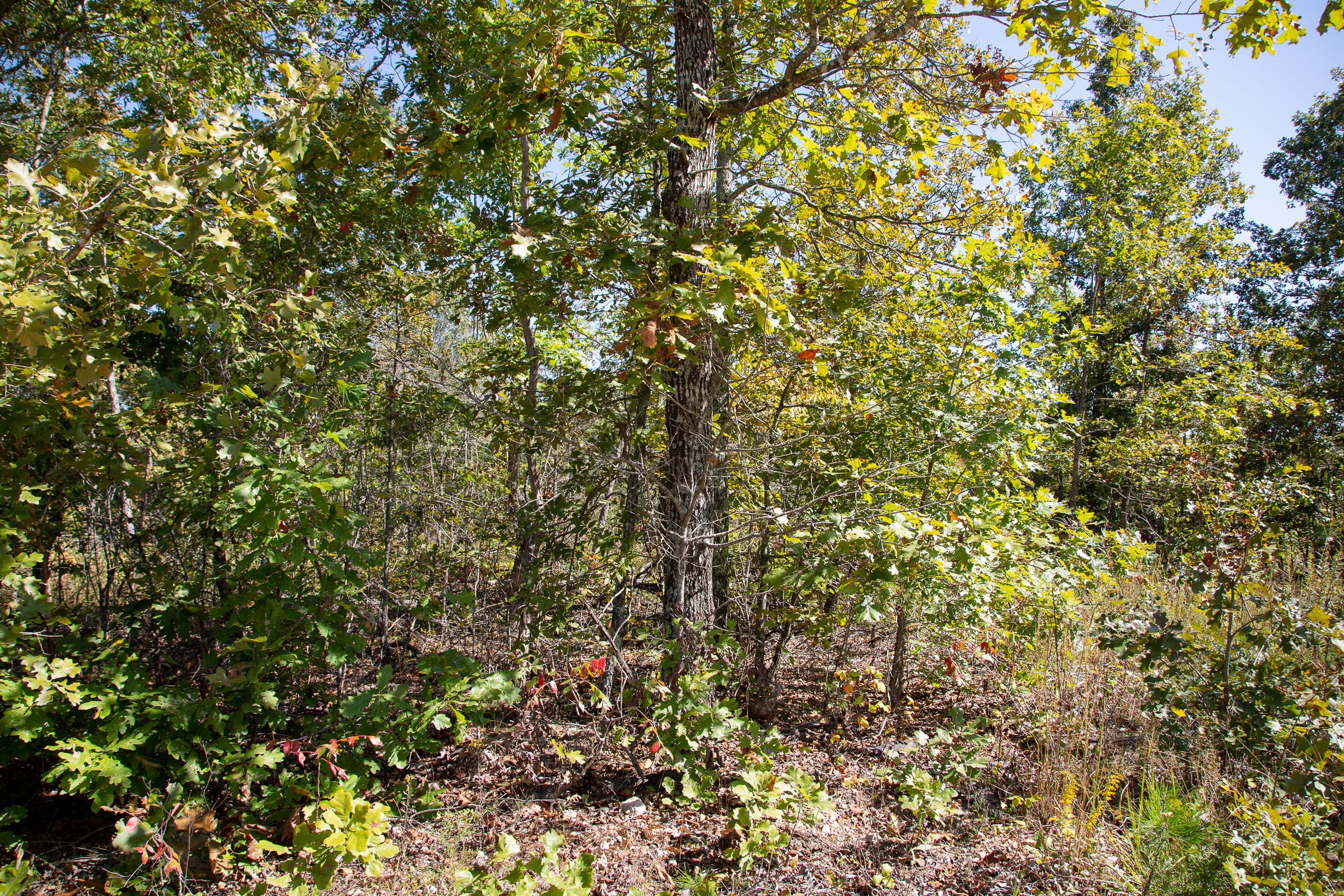 Borgmann’s Hollow Phase III Tract 91 photo 8