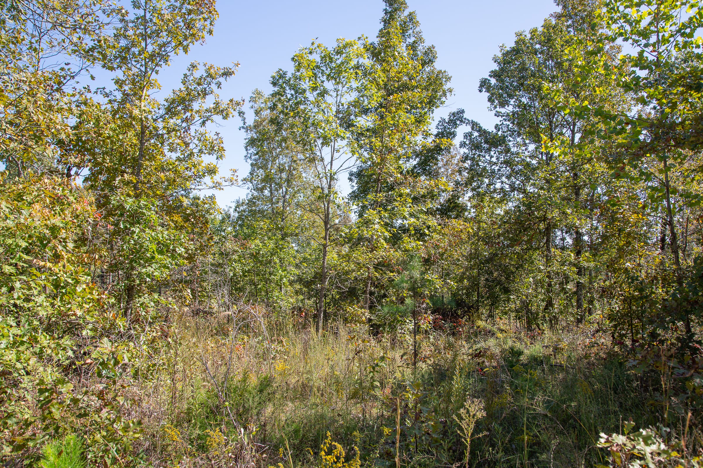 Borgmann’s Hollow Phase III Tract 91 photo 9