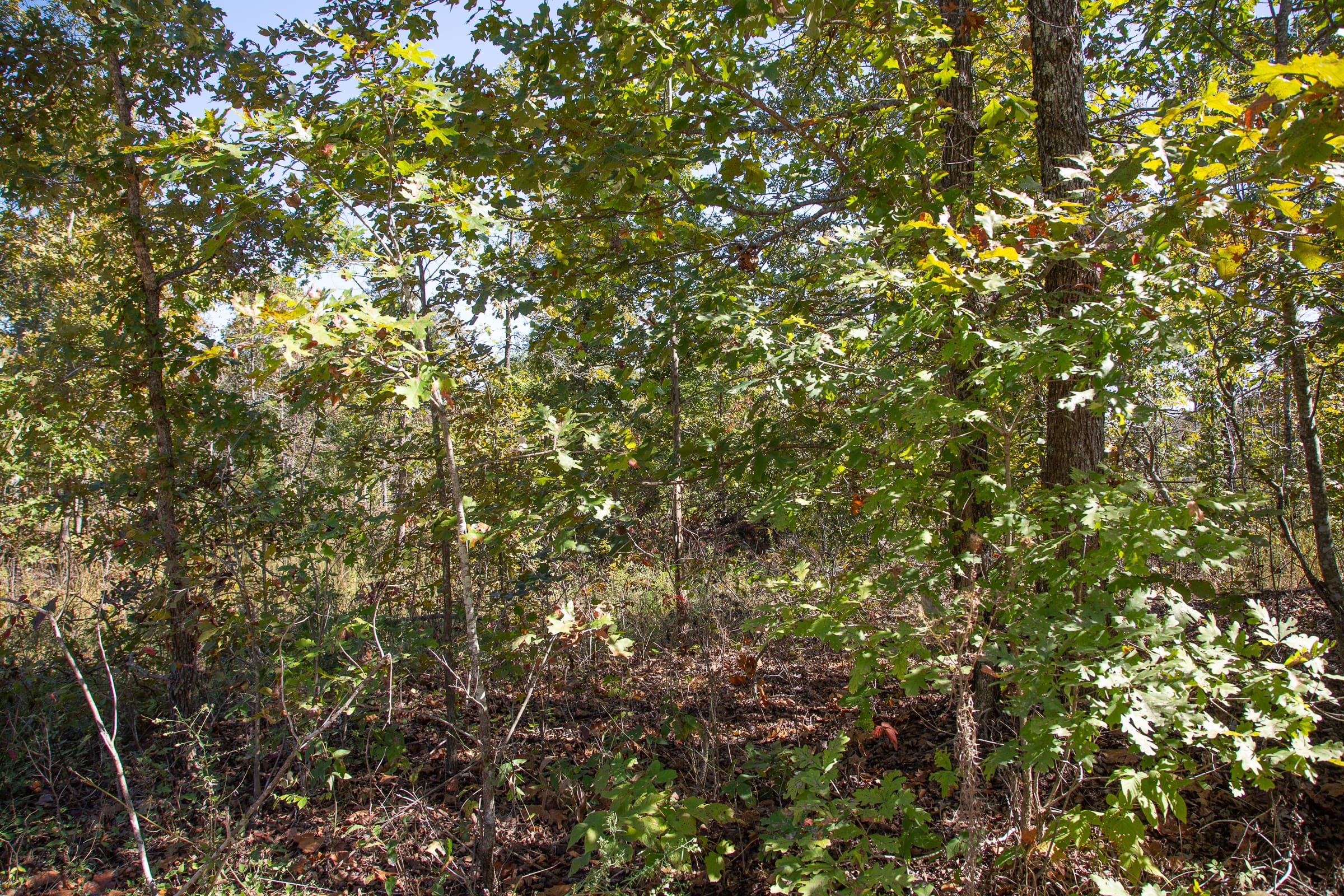 Borgmann’s Hollow Phase III Tract 91 photo 10