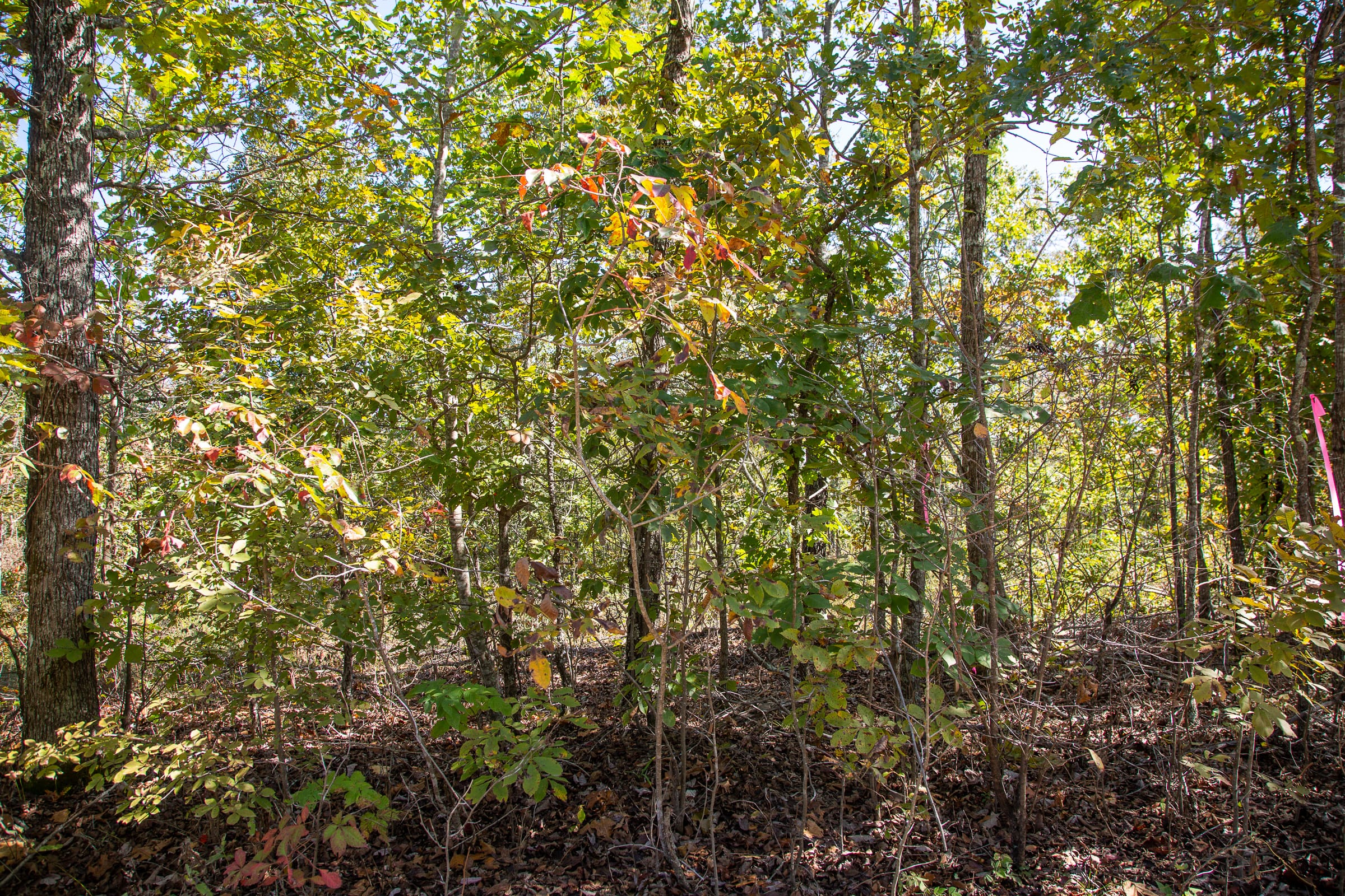 Borgmann’s Hollow Phase III Tract 91 photo 11