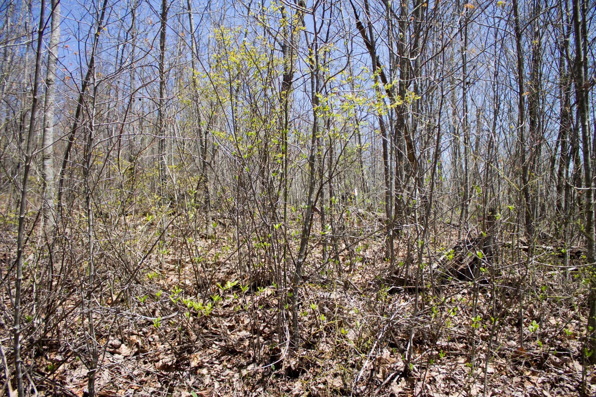Hidden Hills Tract 5 photo 6