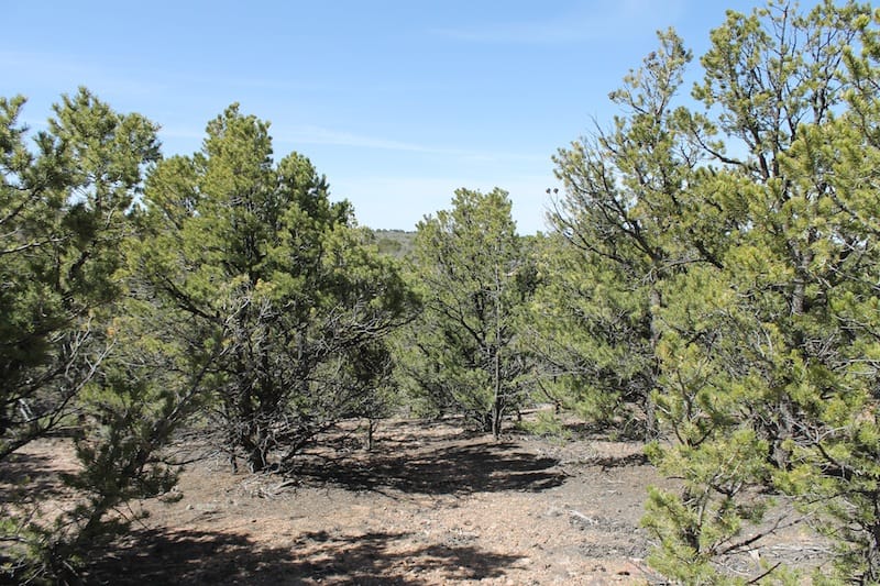 Sangre De Cristo Ranches Tract 4691 photo 5