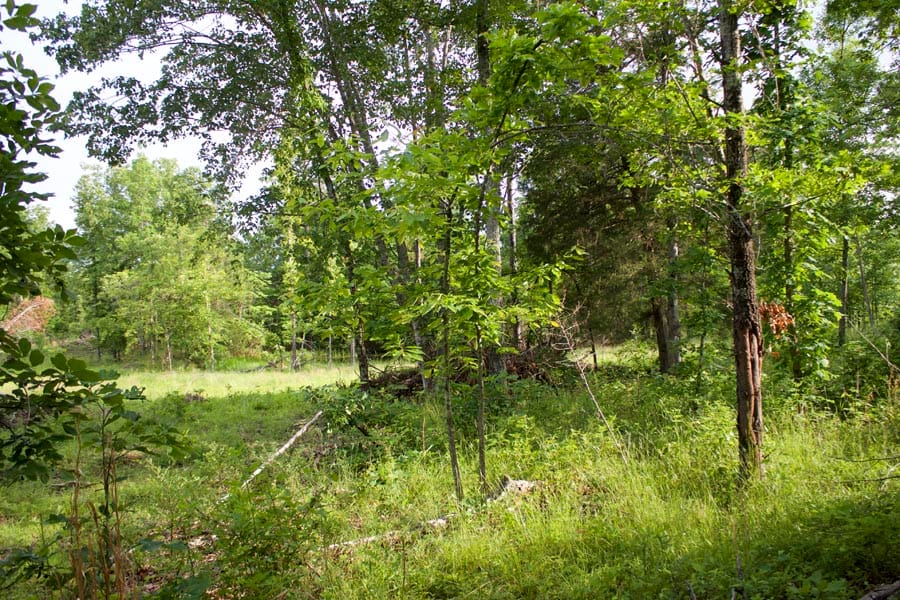 Thunder Mountain Ranch Tract 33 photo 4
