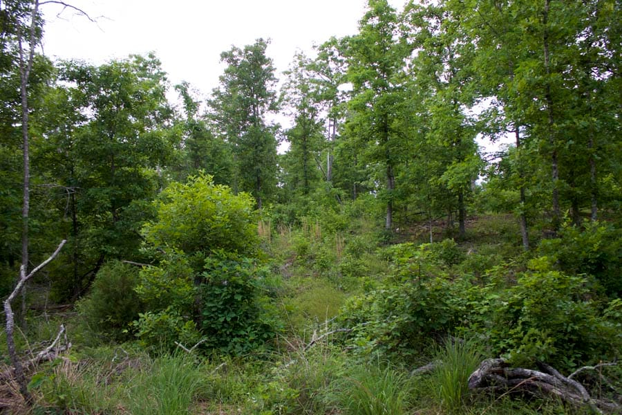 Thunder Mountain Ranch Tract 33 photo 10