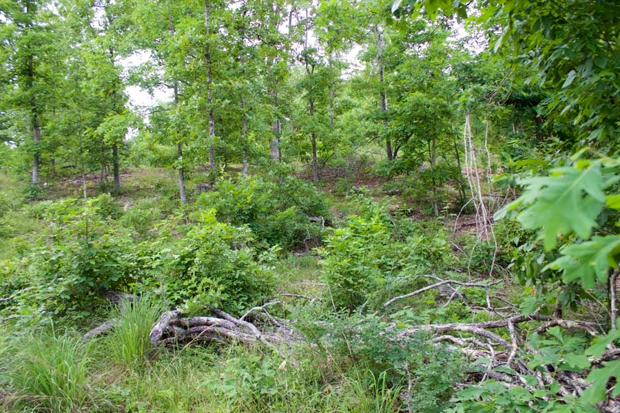 Thunder Mountain Ranch Tract 33 photo 11