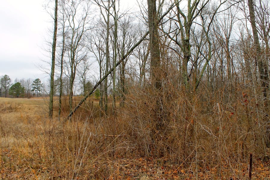 The Tennessean Tract 50 photo 5