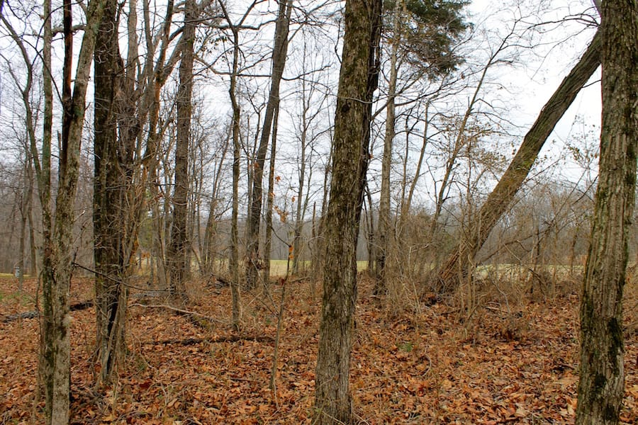 The Tennessean Tract 50 photo 9