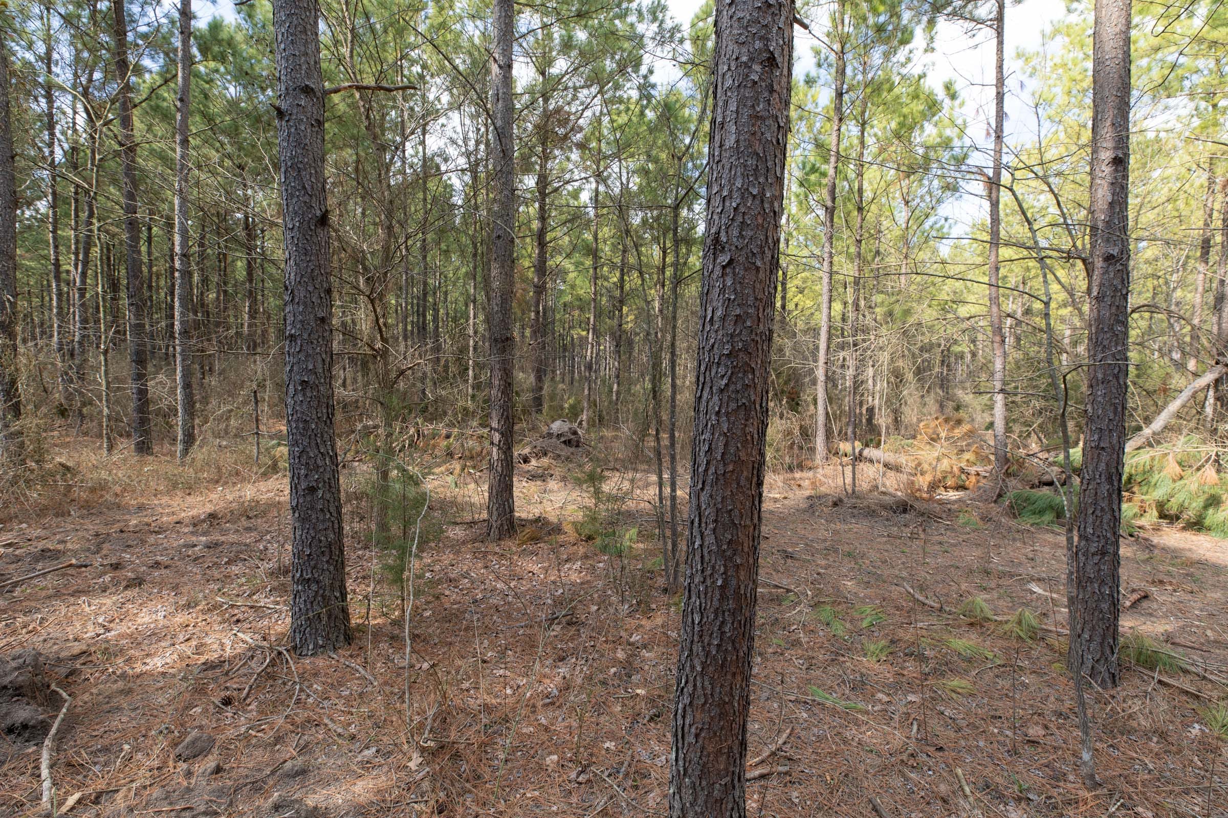 Wishing Star Ranch Tract 50 photo 6