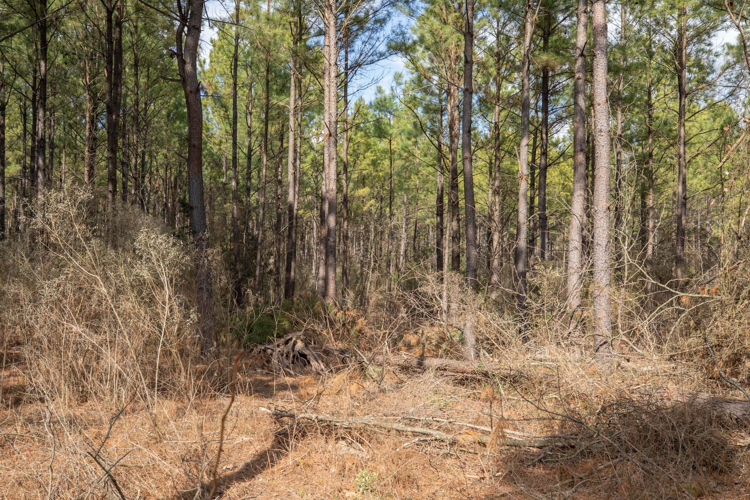 Wishing Star Ranch Tract 50 photo 8
