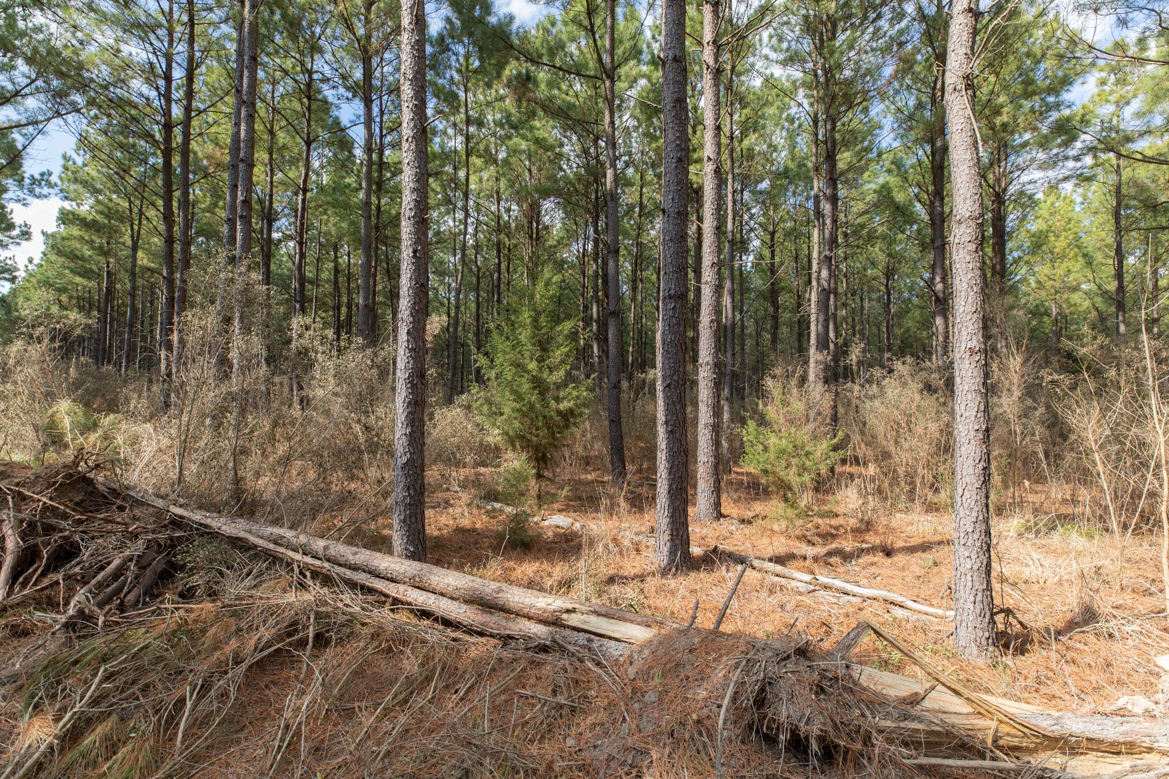 Wishing Star Ranch Tract 50 photo 9