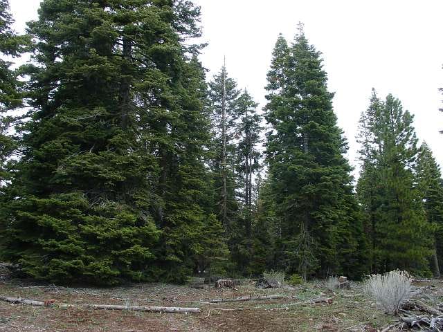California Pines Tract 24 photo 4