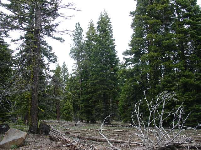 California Pines Tract 24 photo 6
