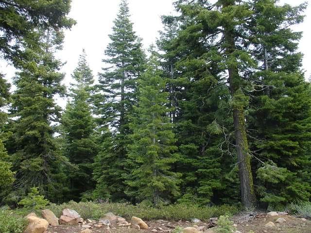 California Pines Tract 24 photo 7