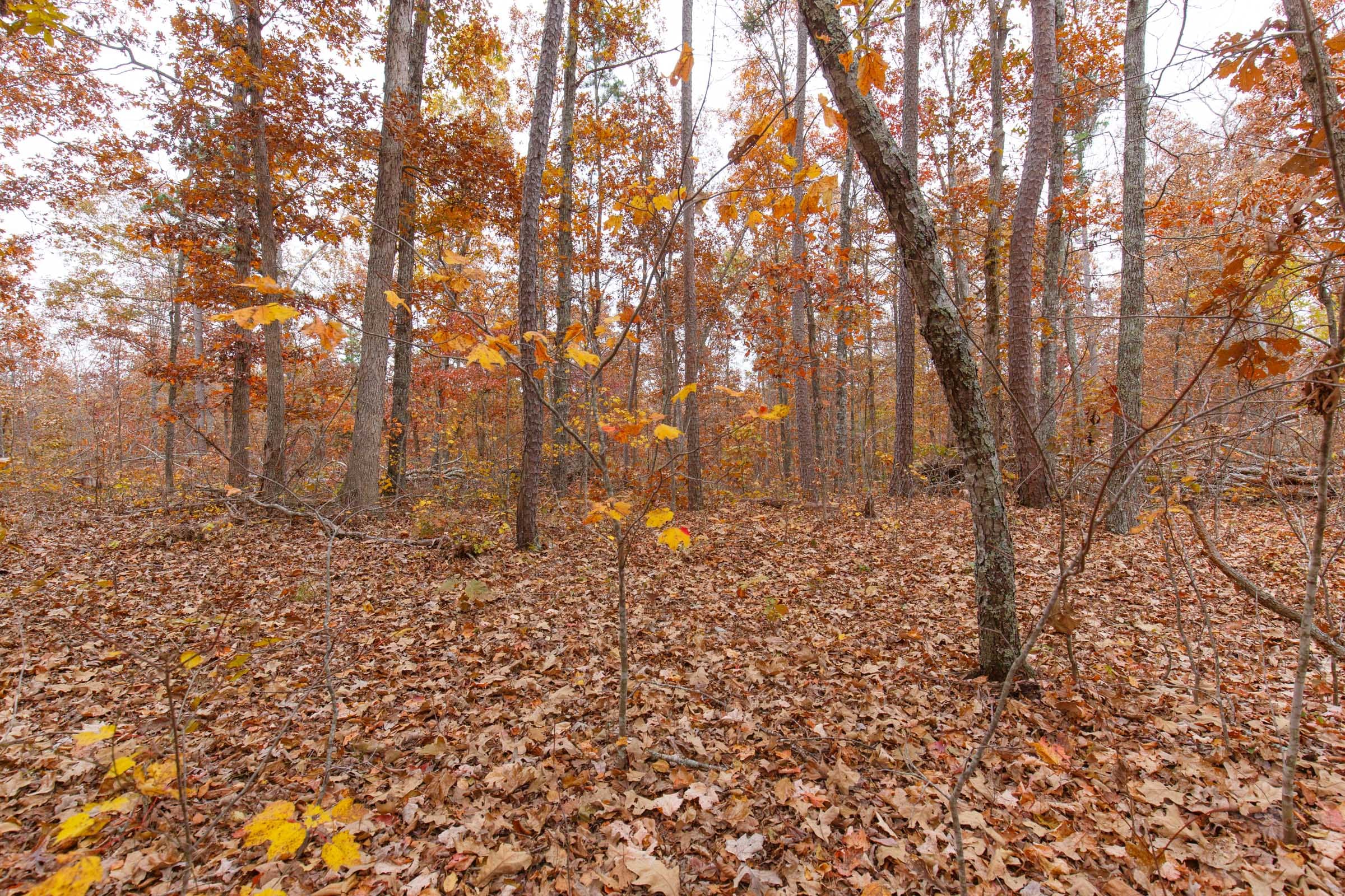 Hawkcrest Tract 18 photo 6