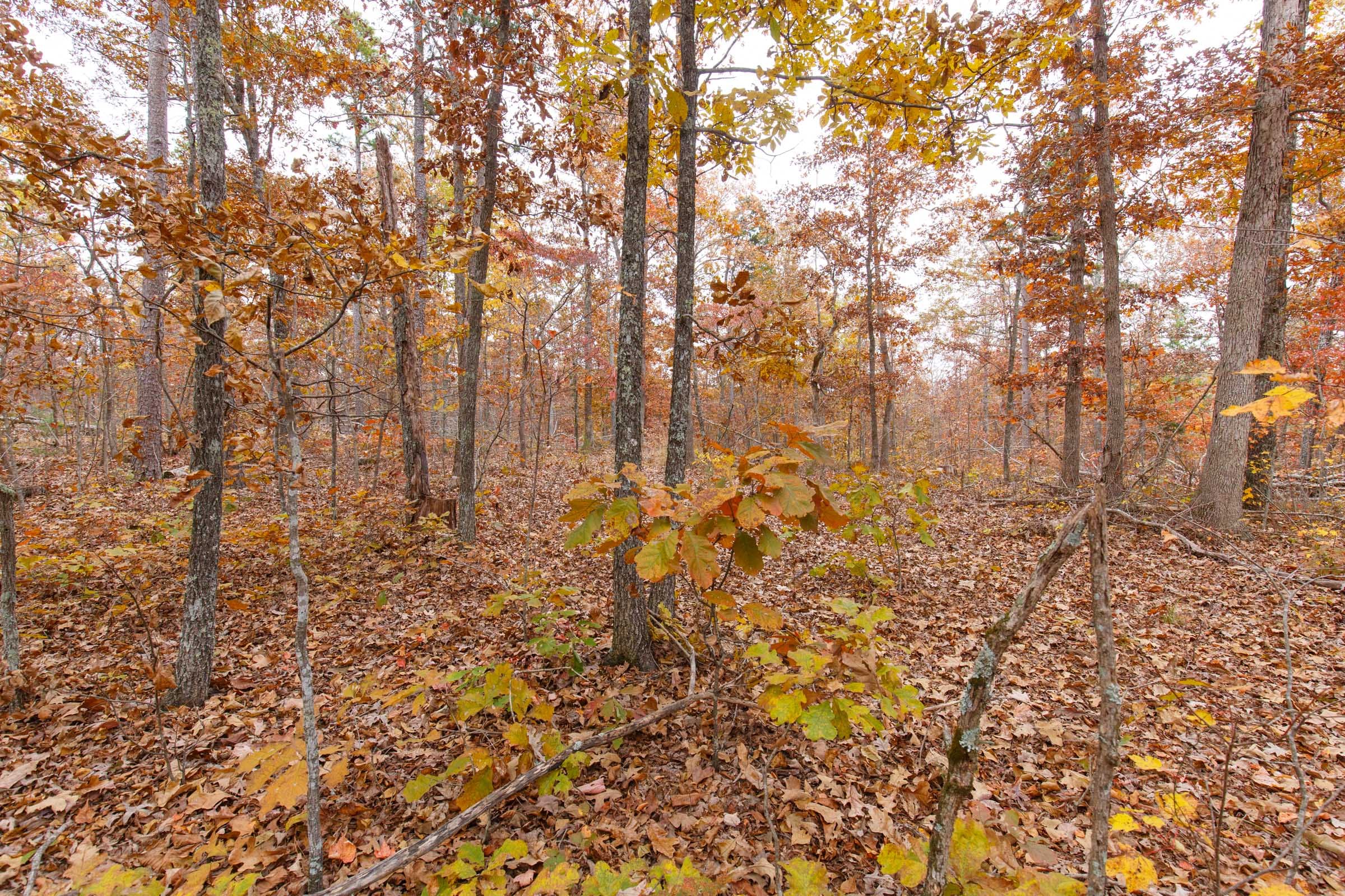 Hawkcrest Tract 18 photo 7