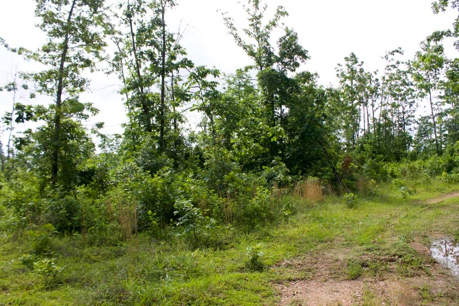 Thunder Mountain Ranch Tract 19 photo 3