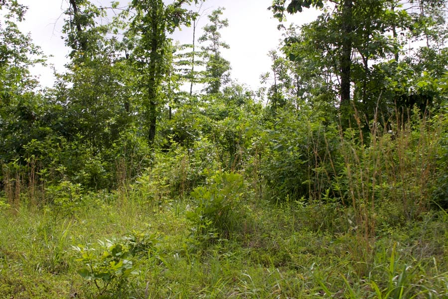 Thunder Mountain Ranch Tract 19 photo 4