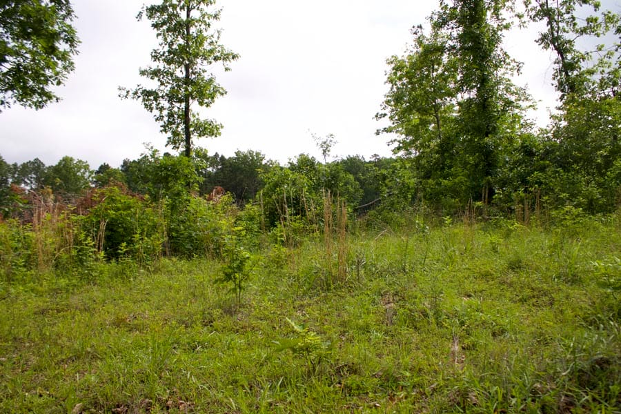 Thunder Mountain Ranch Tract 19 photo 5